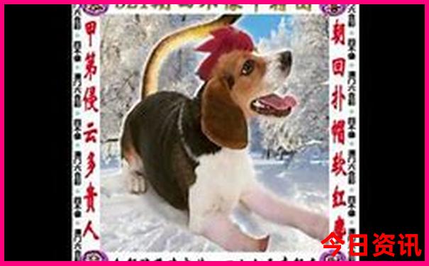 南湾猴岛旅游攻略